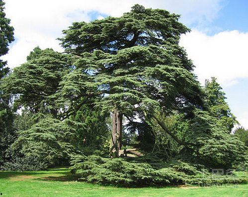 柏木树图片,坚韧与岁月的见证